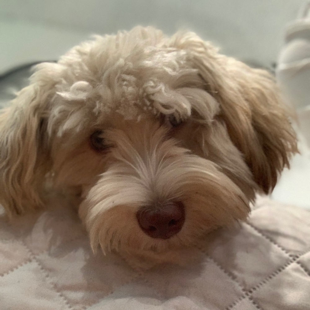 Meet your Posher, Miranda